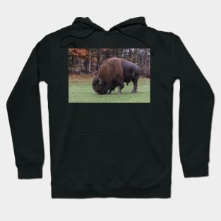 American Field Buffalo grazing Hoodie